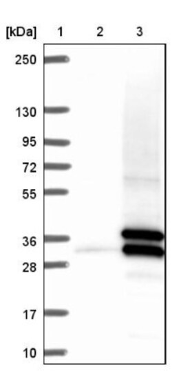 EI24 Antibody, Novus Biologicals 25 &mu;L, Unlabeled:Antibodies, Polyclonal