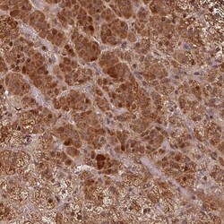 EID1 Antibody, Novus Biologicals 25 &mu;L; Unlabeled:Antibodies, Polyclonal