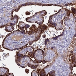 EID2 Antibody, Novus Biologicals:Antibodies:Primary Antibodies