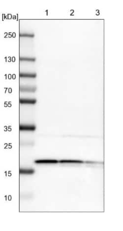 EIF1A Antibody, Novus Biologicals 25 &mu;L; Unlabeled:Antibodies, Polyclonal