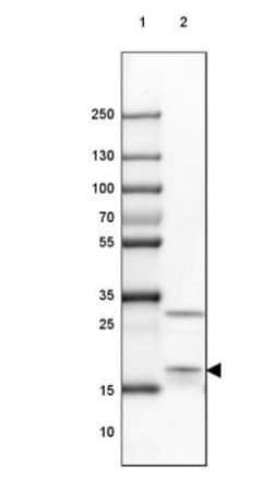 EIF1A Antibody, Novus Biologicals 25 &mu;L; Unlabeled:Antibodies, Polyclonal