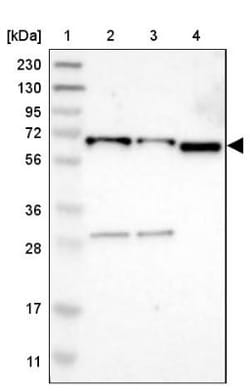 EIF2AK1 Antibody, Novus Biologicals:Antibodies:Primary Antibodies
