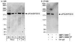EIF3A Antibody, Novus Biologicals 0.1mL; Unlabeled:Antibodies, Polyclonal