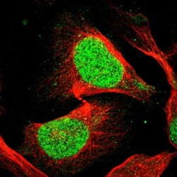 EIF4A3 Antibody, Novus Biologicals 0.1mL; Unlabeled:Antibodies, Polyclonal