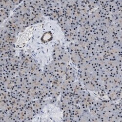 EIF4A3 Antibody, Novus Biologicals 0.1mL; Unlabeled:Antibodies, Polyclonal
