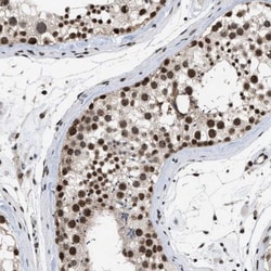 EIF4A3 Antibody, Novus Biologicals 0.1mL; Unlabeled:Antibodies, Polyclonal
