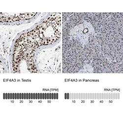 EIF4A3 Antibody, Novus Biologicals 0.1mL; Unlabeled:Antibodies, Polyclonal