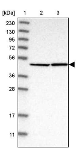 EIF4A3 Antibody, Novus Biologicals 0.1mL; Unlabeled:Antibodies, Polyclonal