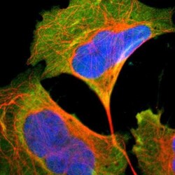 EIF5 Antibody, Novus Biologicals 25 &mu;L; Unlabeled:Antibodies, Polyclonal