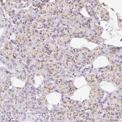 EIG121 Antibody, Novus Biologicals:Antibodies:Primary Antibodies