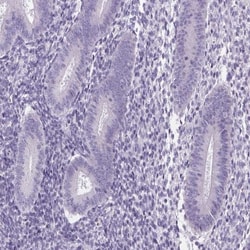 ELAVL2 Antibody, Novus Biologicals 25 &mu;L, Unlabeled:Antibodies, Polyclonal