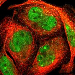 ELF2 Antibody, Novus Biologicals 25 &mu;L; Unlabeled:Antibodies, Polyclonal