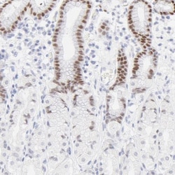 ELF3/ESE-1 Antibody, Novus Biologicals 0.1mL; Unlabeled:Antibodies, Polyclonal
