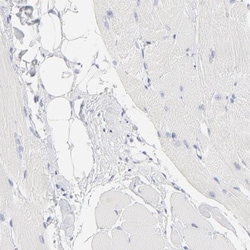 ELF3/ESE-1 Antibody, Novus Biologicals 0.1mL; Unlabeled:Antibodies, Polyclonal