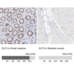 ELF3/ESE-1 Antibody, Novus Biologicals 0.1mL; Unlabeled:Antibodies, Polyclonal