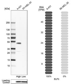 ELF3/ESE-1 Antibody, Novus Biologicals 0.1mL; Unlabeled:Antibodies, Polyclonal