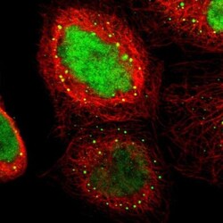 ELFN2 Antibody, Novus Biologicals:Antibodies:Primary Antibodies