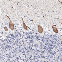 ELFN2 Antibody, Novus Biologicals:Antibodies:Primary Antibodies
