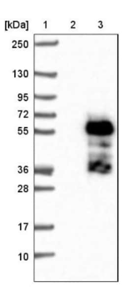 ELK4 Antibody, Novus Biologicals:Antibodies:Primary Antibodies