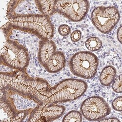ELL3 Antibody, Novus Biologicals:Antibodies:Primary Antibodies