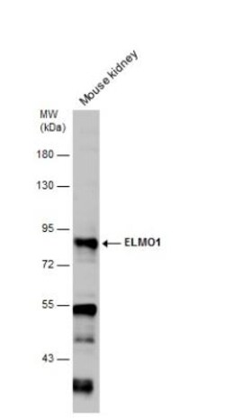 ELMO1 Antibody, Novus Biologicals 0.1mL; Unlabeled:Antibodies, Polyclonal