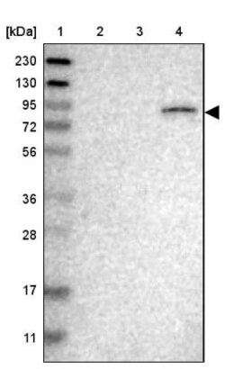 ELMO2 Antibody, Novus Biologicals 0.1mL; Unlabeled:Antibodies, Polyclonal