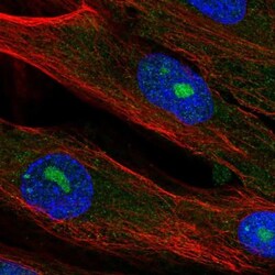 ELMOD2 Antibody, Novus Biologicals 0.1mL; Unlabeled:Antibodies, Polyclonal