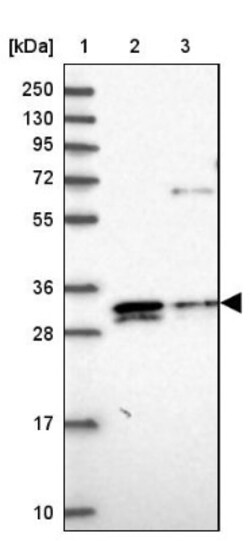 ELMOD2 Antibody, Novus Biologicals 0.1mL; Unlabeled:Antibodies, Polyclonal