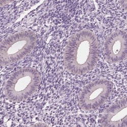 ELSPBP1 Antibody, Novus Biologicals:Antibodies:Primary Antibodies