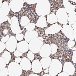 EMI1 Antibody, Novus Biologicals:Antibodies:Primary Antibodies