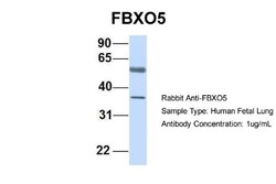 EMI1 Antibody, Novus Biologicals:Antibodies:Primary Antibodies