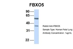 EMI1 Antibody, Novus Biologicals:Antibodies:Primary Antibodies