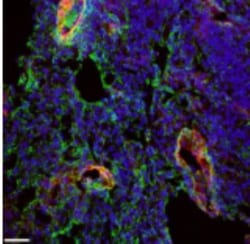 EMILIN1 Antibody (C11A8) - Azide and BSA Free, Novus Biologicals:Antibodies:Primary