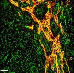 EMILIN1 Antibody (C11A8) - Azide and BSA Free, Novus Biologicals:Antibodies:Primary