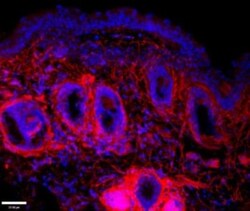 EMILIN1 Antibody (C11A8) - Azide and BSA Free, Novus Biologicals:Antibodies:Primary