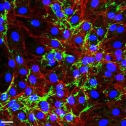 EMILIN1 Antibody (C11A8) - Azide and BSA Free, Novus Biologicals:Antibodies:Primary