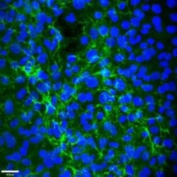 EMILIN1 Antibody (C11A8) - Azide and BSA Free, Novus Biologicals:Antibodies:Primary