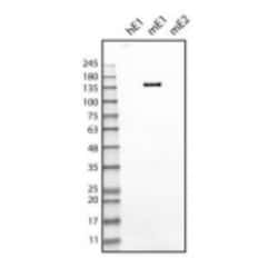 EMILIN1 Antibody (C11A8) - Azide and BSA Free, Novus Biologicals:Antibodies:Primary