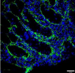 EMILIN2 Antibody (828B3B3) - Azide and BSA Free, Novus Biologicals 0.1