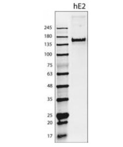 EMILIN2 Antibody (828B3B3) - Azide and BSA Free, Novus Biologicals 0.1