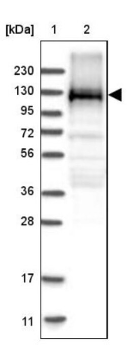 VAMP-5 Antibody, Novus Biologicals:Antibodies:Primary Antibodies