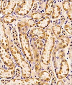 EMMPRIN/CD147 Antibody (OX-47) - BSA Free, Novus Biologicals 2mL; Unlabeled:Antibodies,