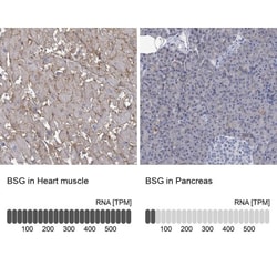 EMMPRIN/CD147 Antibody, Novus Biologicals:Antibodies:Primary Antibodies