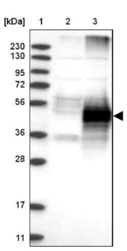 EMMPRIN/CD147 Antibody, Novus Biologicals:Antibodies:Primary Antibodies