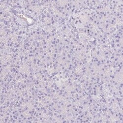 Rabbit anti-EMX2, Polyclonal, Novus Biologicals 0.1mL; Unlabeled:Antibodies,