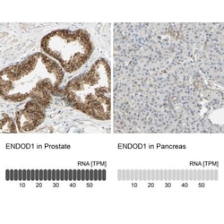 ENDOD1 Antibody, Novus Biologicals 0.1mL; Unlabeled:Antibodies, Polyclonal
