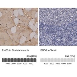 ENO3 Antibody, Novus Biologicals 25 &mu;L | Buy Online | Novus Biologicals | Fisher Scientific