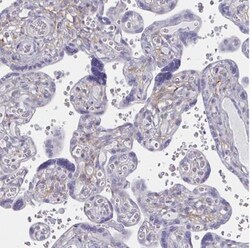 ENPP-1 Antibody, Novus Biologicals 0.1mL; Unlabeled:Antibodies, Polyclonal