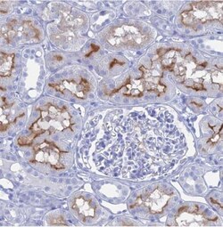 ENPP-3/CD203c Antibody, Novus Biologicals 0.1mL; Unlabeled:Antibodies,