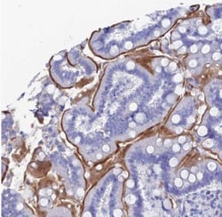 ENPP-3/CD203c Antibody, Novus Biologicals 0.1mL; Unlabeled:Antibodies,